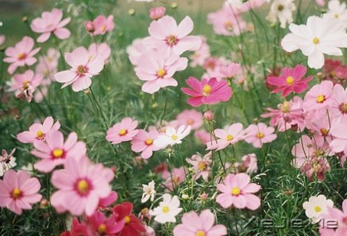 ��������ĸ��ӣ���������Թ� (7)