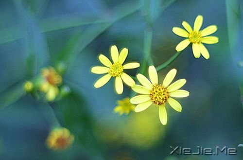 �������ͣ�ڷ羰�Ϊ�Լ����׸� (5)