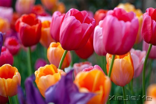 ��������Ӧ��Ҫ��л��ʮ����