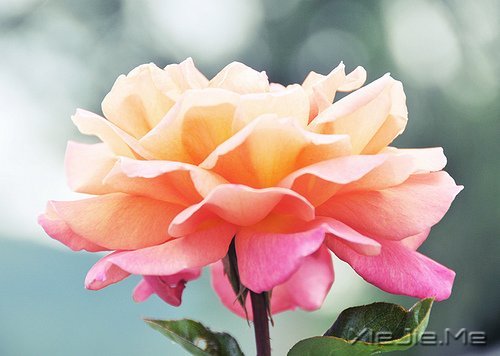 ���֣���������